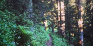 Your Plant Path – The School of Evolutionary Herbalism