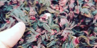 Hibiscus 🌺🌺🌺 — Bevin Clare