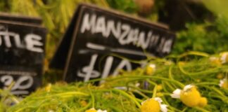 Chamomile — Bevin Clare