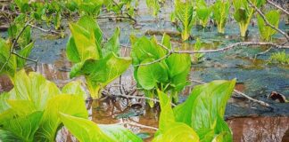 Who is that early spring beauty? Skunk Cabbage! — Bevin Clare