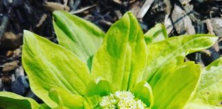 Petasites japonicus — Bevin Clare