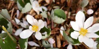 And she blooms and begins to drop petals in a single breath… — Bevin Clare