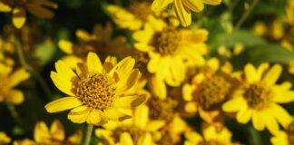 United Plant Savers: Protecting At-Risk Native Medicinal Plants
