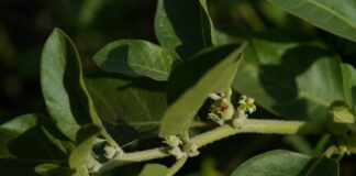 The benefits of Ashwagandha