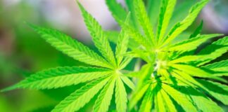Young adults with chronic pain more likely to use cannabis or CBD oil to manage the condition