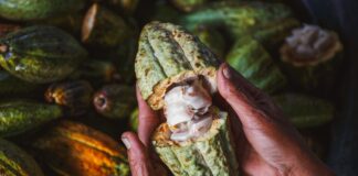 The Value of Fair for Life Certification: A Cacao Case Study