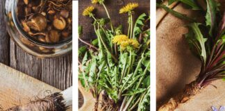 What is Inulin and How it Supports Digestion + Herbal Recipes