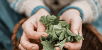 Vitalism is NOT just about Herbalism