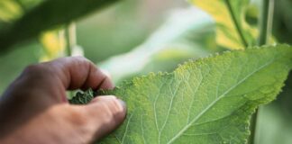 Science and Spirituality of Herbalism