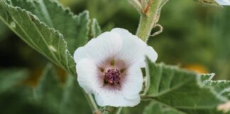 Vitalism and Learning From Nature