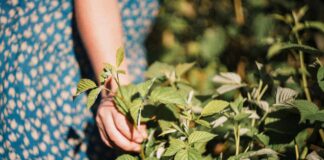 Phytopharmaceuticals, Standardized and Whole Plant Extracts