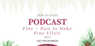 Herbal Medicine from the Pine Tree