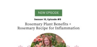 Rosemary Plant Benefits and Rosemary Recipe for Inflammation