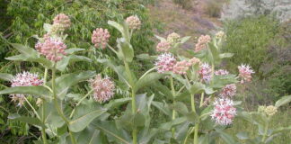 Milkweed Saves the Monarch Butterfly – The Herb Society of America Blog