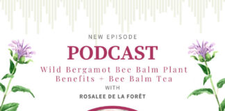 Wild Bergamot Bee Balm Plant Benefits