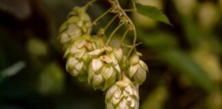 Hops! Bitter and beautiful medicine — Bevin Clare