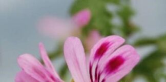 The Scented Pelargonium (Family Geraniaceae) – The Herb Society of America Blog