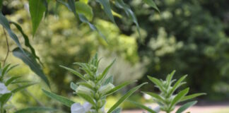 “Open Sesame” – The Herb Society of America Blog