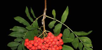 Let the Magic Begin! Halloween Origins, Customs and Herbs – The Herb Society of America Blog