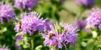 Bee Balm Monograph + Herbal Steam Recipe