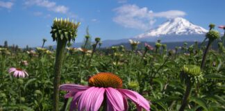 Mountain Rose Herbs: Organic Sourcing from Pacific Northwest Farms
