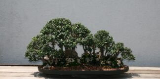 History, Examples, and Care – The Herb Society of America Blog