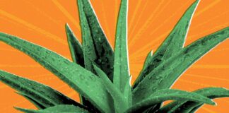 8 Potential Health Benefits of Aloe Vera