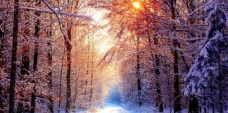 The Lightbringers: Herbs for Brightening Dark Winter Days