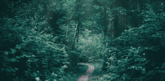 Pathways to Herbal Mastery – The School of Evolutionary Herbalism