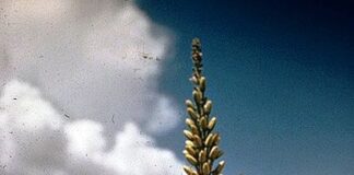 Agave – A Thorny but Useful Plant – The Herb Society of America Blog