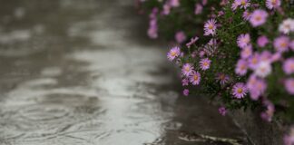 Sustainable Benefits of a Bioswale and Rain Garden