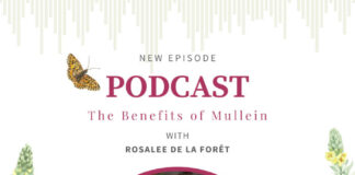 Health Benefits of Mullein with jim mcdonald