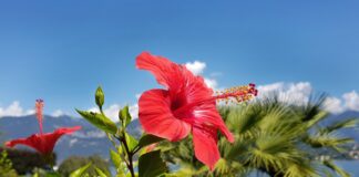 The Oral Tradition of Caribbean Herbalism