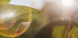 Medical Astrology’s Insights into Holistic Herbalism