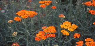 Herb of the Year 2024 – The Herb Society of America Blog