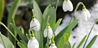 Moving through Midwinter – The Herb Society of America Blog