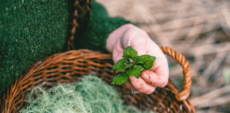 Regenerative Wildcrafting: An Interview with Scott Kloos