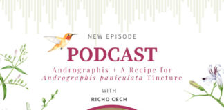 Andrographis paniculata with Richo Cech