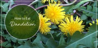 How to Eat Dandelion 3 Ways