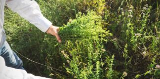 Mountain Rose Herbs Releases Its 2023 Impact Report