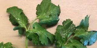 Cilantro—Like it or Leave it – The Herb Society of America Blog