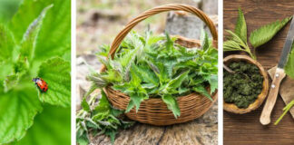 Here’s Your Guide to Everything on the Nettles Plant!