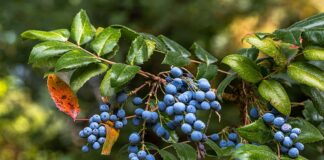 Oregon Grape Root Monograph: Botany and Benefits