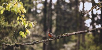 Earth Day Oregon: Celebrating and Protecting Our Environment