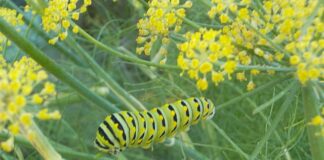 Dill – History and Uses – The Herb Society of America Blog