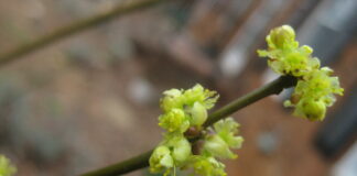 April 2024 is National Native Plant Month! – The Herb Society of America Blog