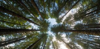 Benefit and Beyond: Company-Supported Agriculture