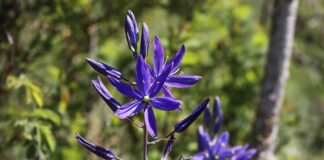 Mountain Rose Restoration Project with Friends of Trees