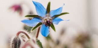 The Truth About Pyrrolizidine Alkaloids