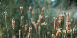 Is All Herbal Research Trustworthy?